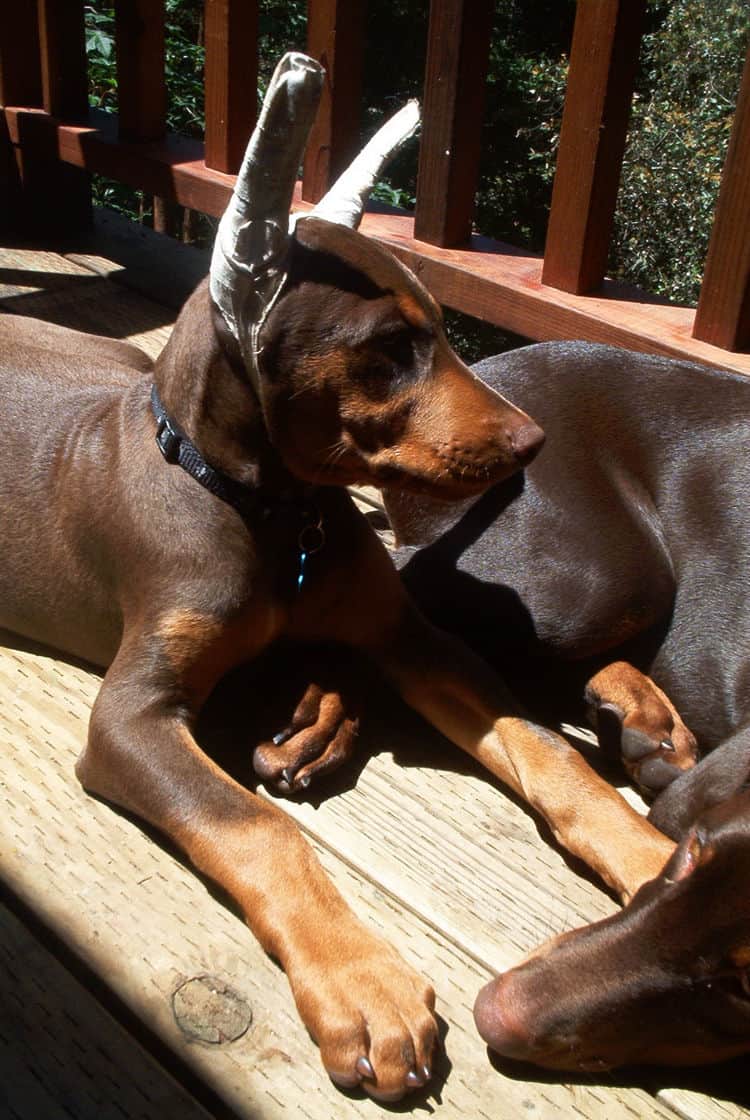 Doberman Pinscher