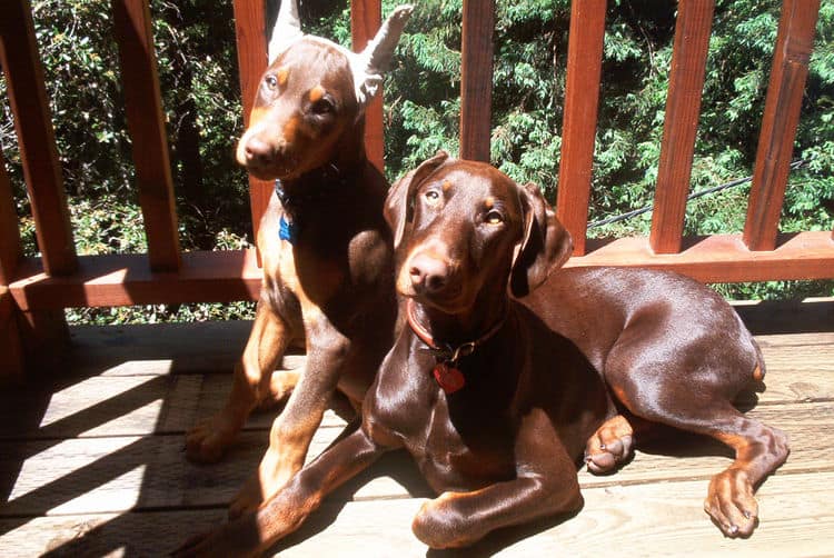 Doberman Pinschers