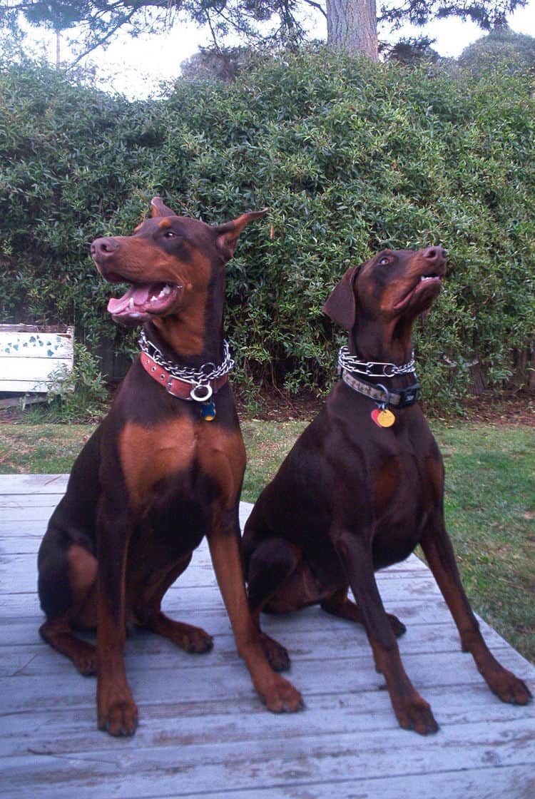 Doberman male