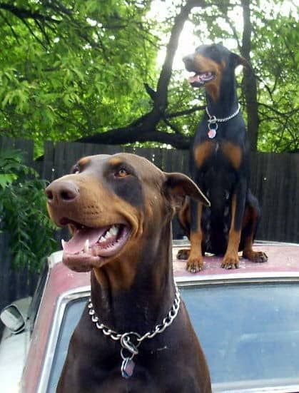 Doberman parents