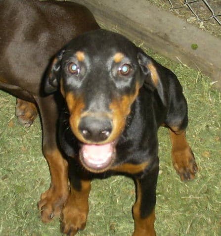 doberman puppie