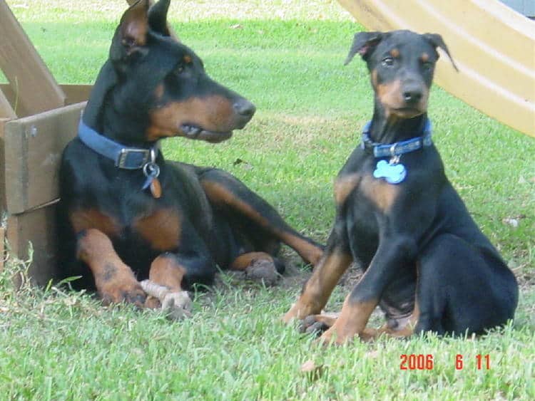 Doberman Pinschers