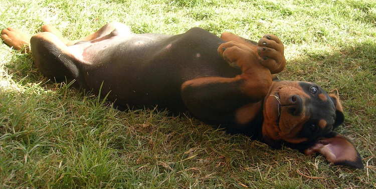 7 week old black rust male doberman puppy