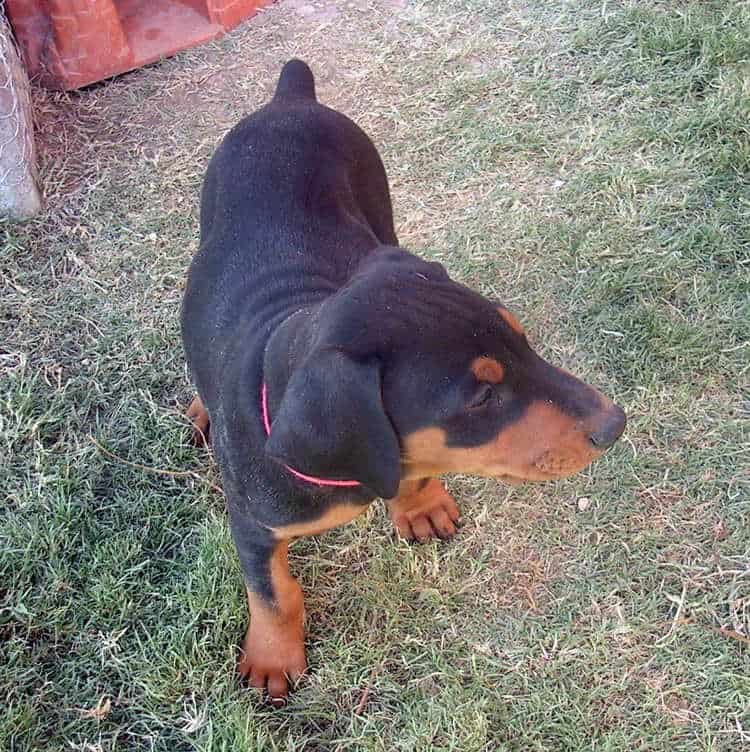 7 week old black rust male doberman puppy