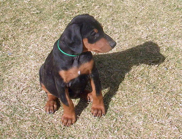 7 week old black rust female doberman puppy