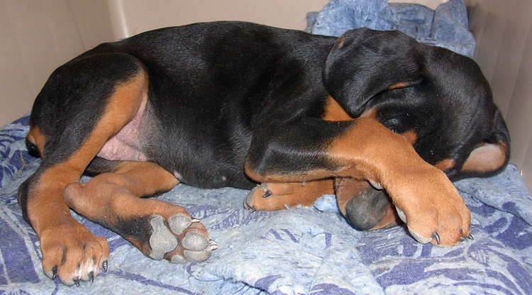 7 week old black rust female doberman puppy