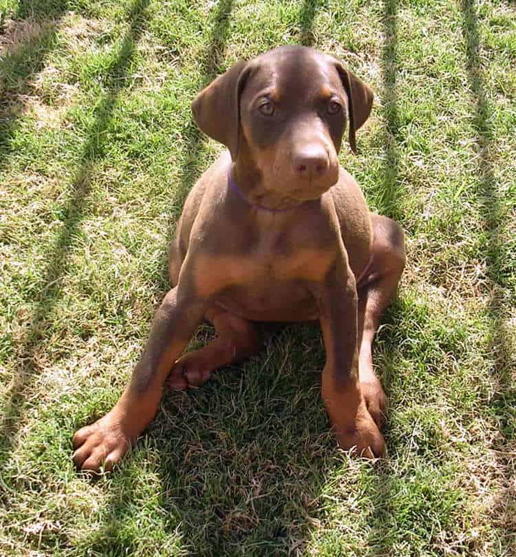 7 week old red rust female doberman puppy