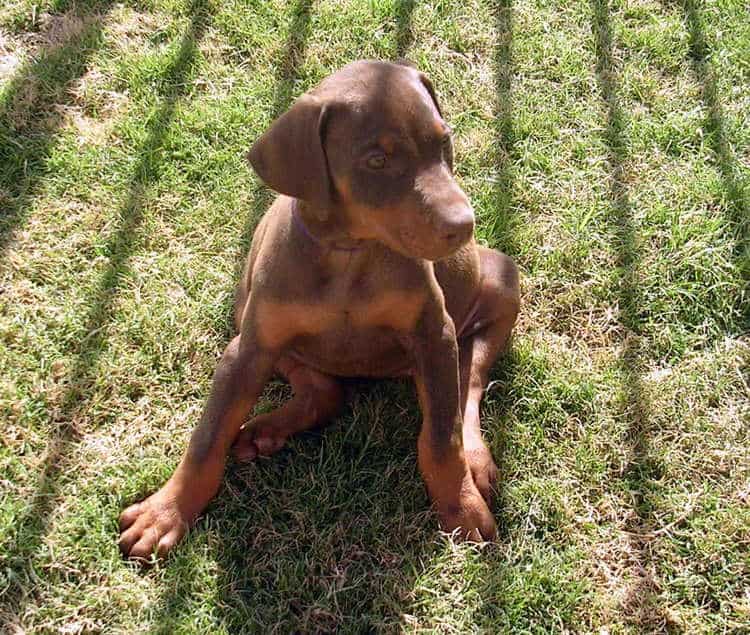 7 week old red rust female doberman puppy