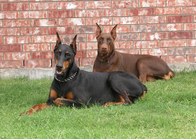 red rust female doberman with mother