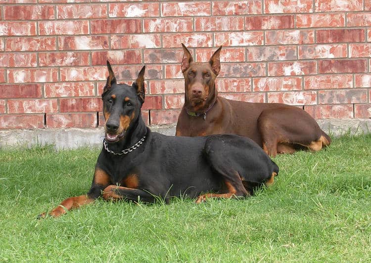 red and rust female doberman and her black and rust mother