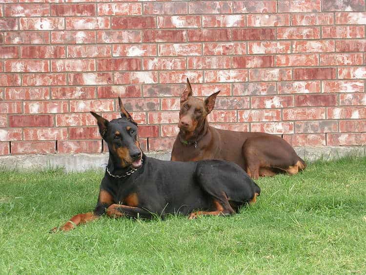 red rust female doberman with mother