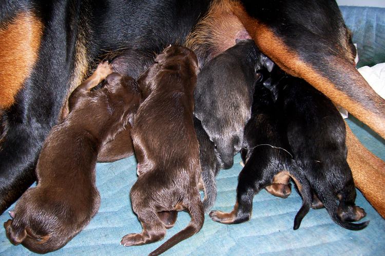 Doberman puppies