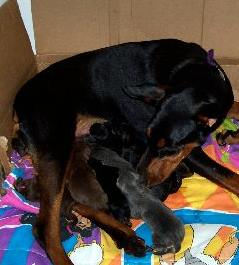 Doberman puppies