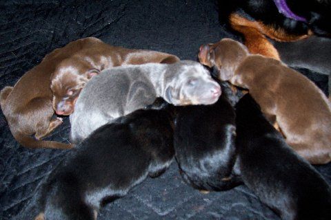 Doberman puppies