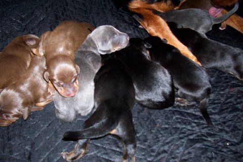 Doberman puppies