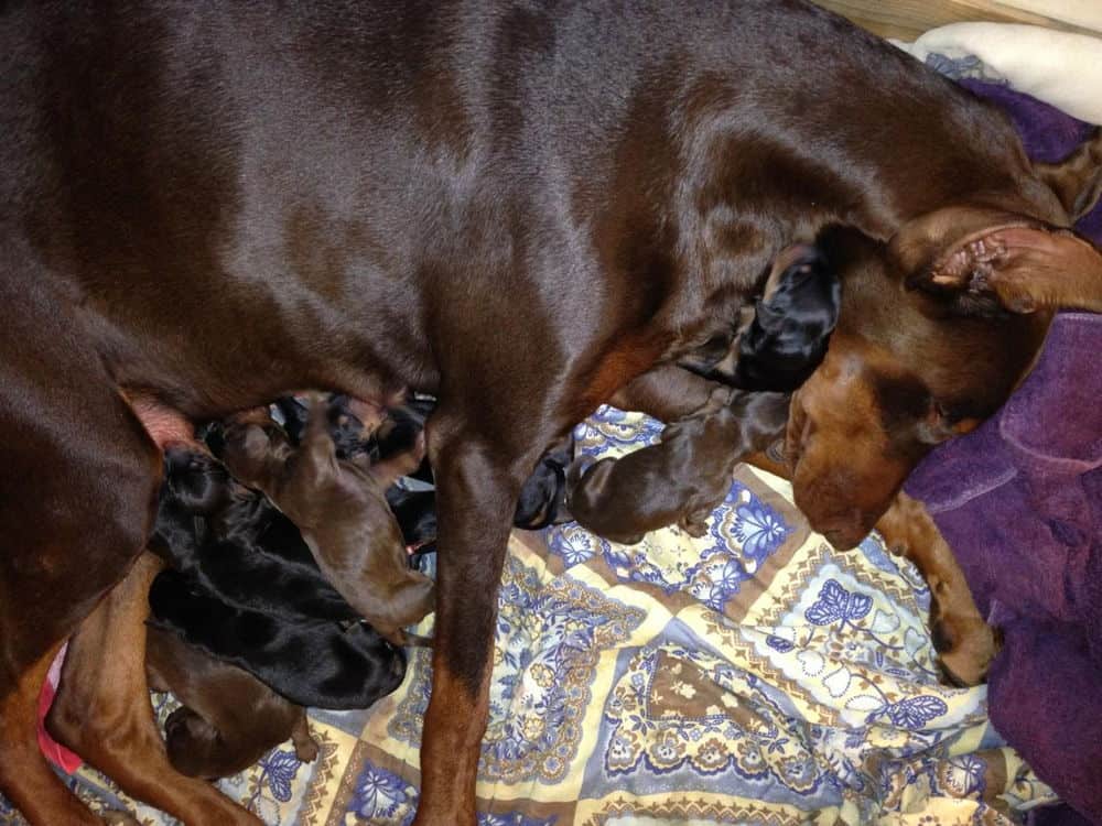 New black and red Doberman puppies