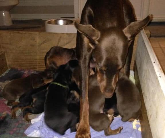 3 week old doberman puppies nursing
