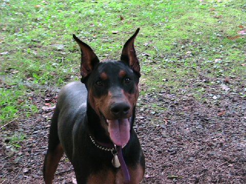 Doberman female