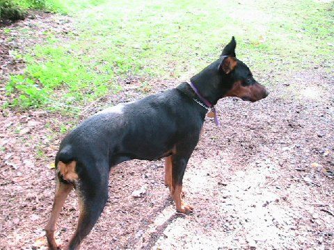 Doberman female