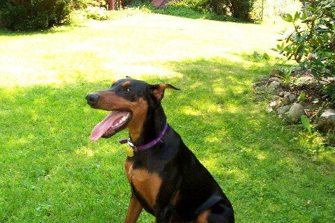 Doberman female