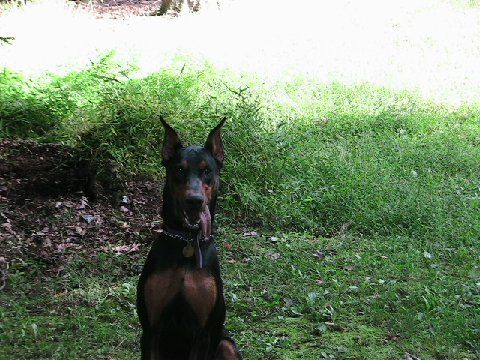 Doberman female