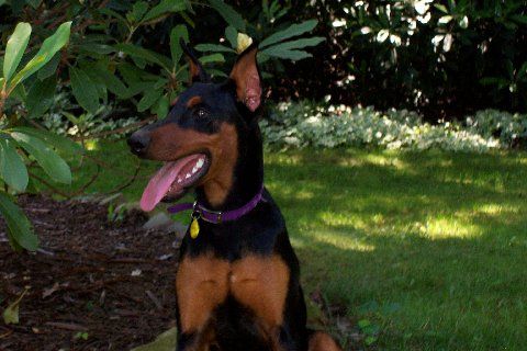 Doberman female