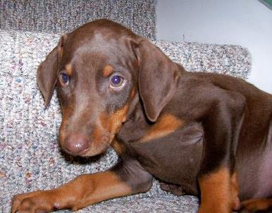 red and rust male Doberman puppy