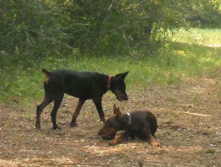 Black and rust male doberman pup, red and rust female doberman