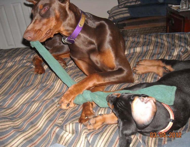 Black and rust male doberman pup, red and rust female doberman