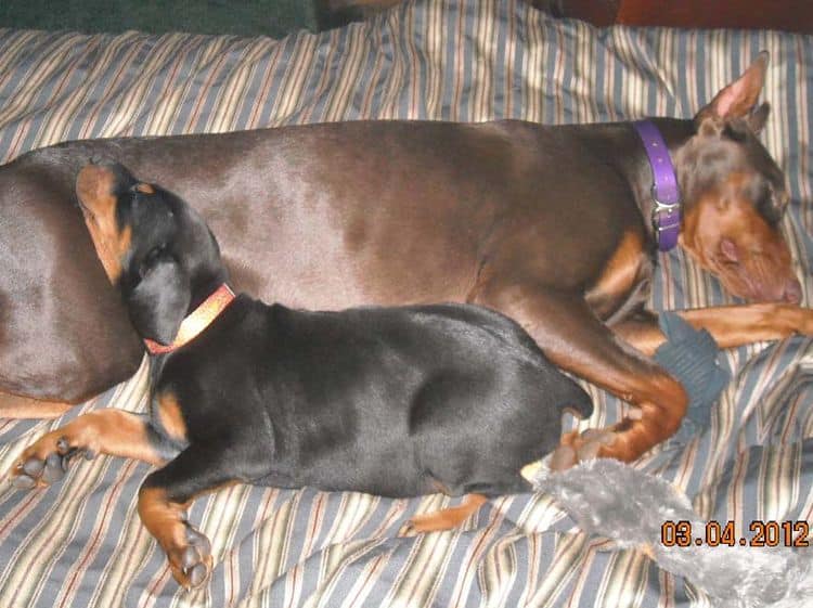 Black and rust male doberman pup, red and rust female doberman