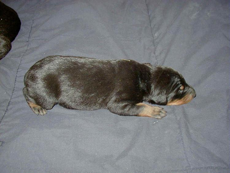 doberman puppy at 1 week old