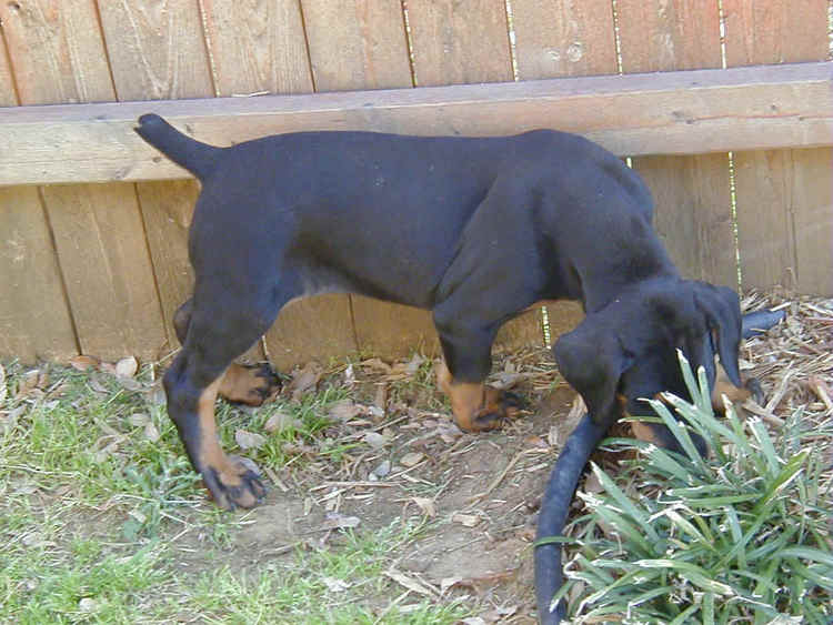 doberman puppy at 8 weeks old