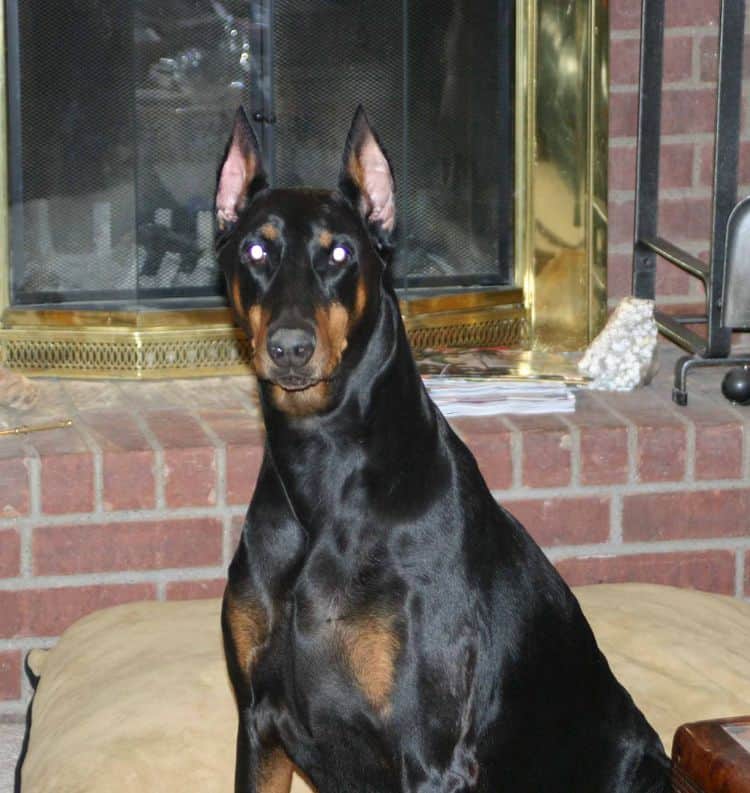 Doberman female adult