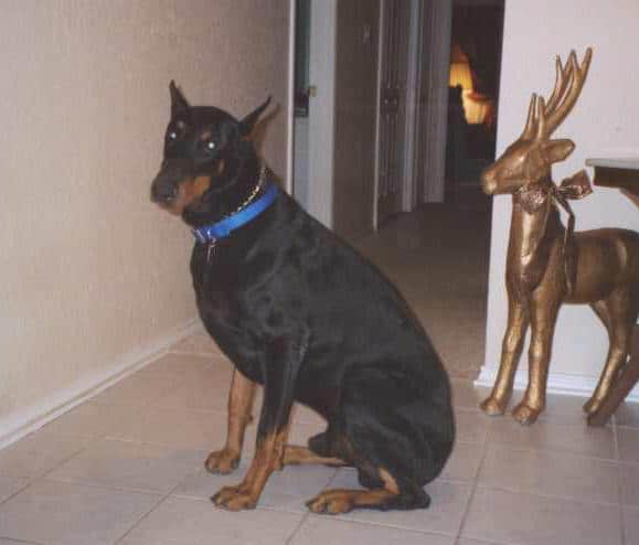 Doberman Pinscher