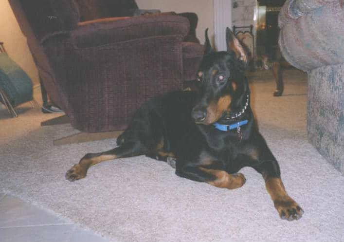 Doberman Pinscher