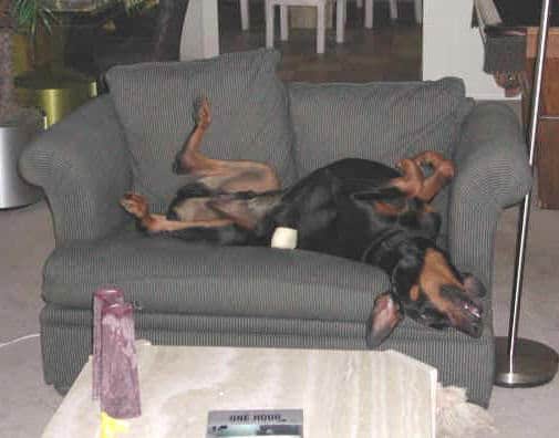 Doberman Pinscher