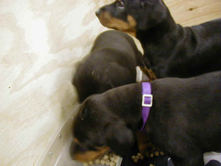 doberman puppies eating for first time