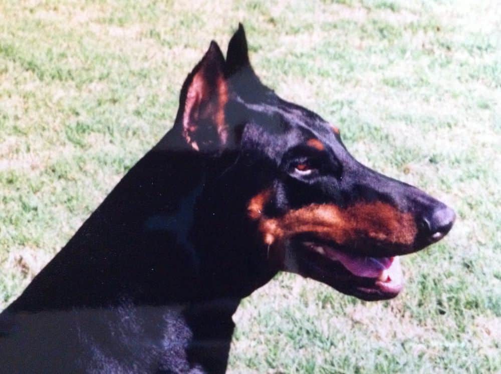 black and rust female doberman