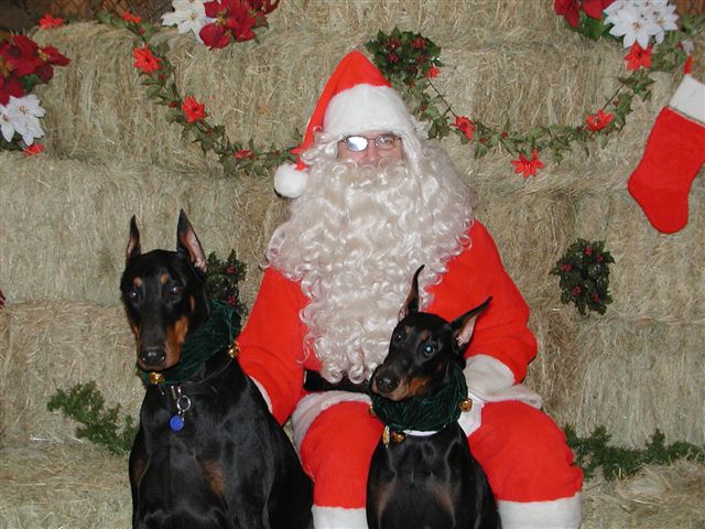 Doberman Pinschers