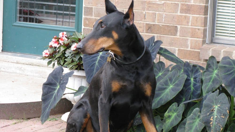 black and rust male doberman