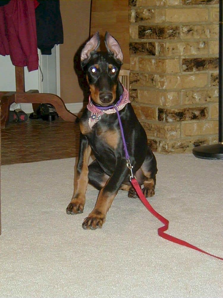 Dobe pup