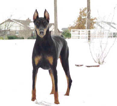 Doberman snow