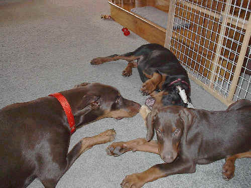 doberman pinscher puppies