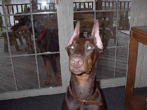 doberman red male puppy ears cropped