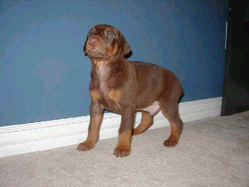 5 week old doberman puppy