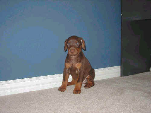 5 week old doberman puppy