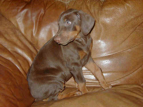 doberman red male