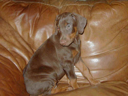 doberman red rust male puppy