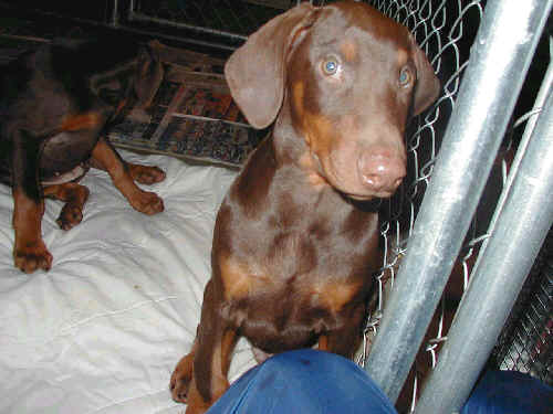 doberman red male