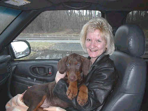 doberman red rust male puppy